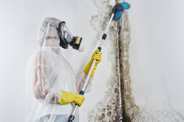 Best Mold Remediation for Schools in Buckhannon, WV
