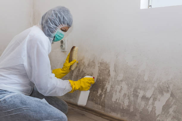 Best Black Mold Remediation in Buckhannon, WV