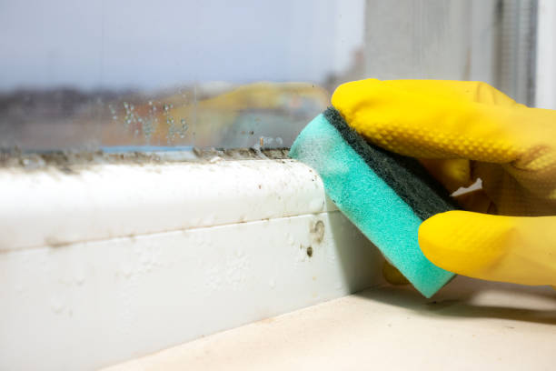 Best Mold Testing and Inspection Services in Buckhannon, WV