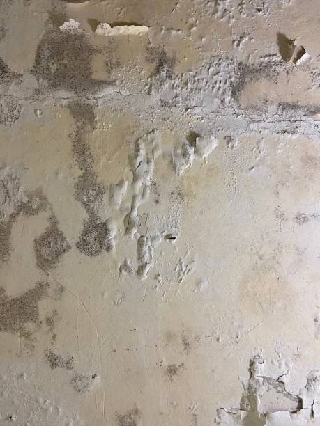 Best Mold Remediation for Specific Building Types in Buckhannon, WV