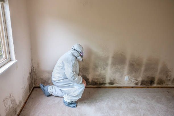 Reliable Buckhannon, WV Mold Remediation Solutions