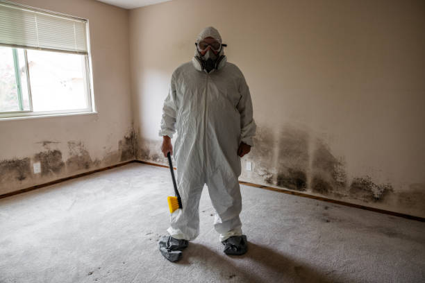 Best Health and Safety Mold Remediation in Buckhannon, WV