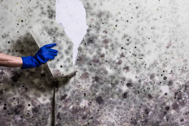 Best Insurance-Related Mold Remediation in Buckhannon, WV