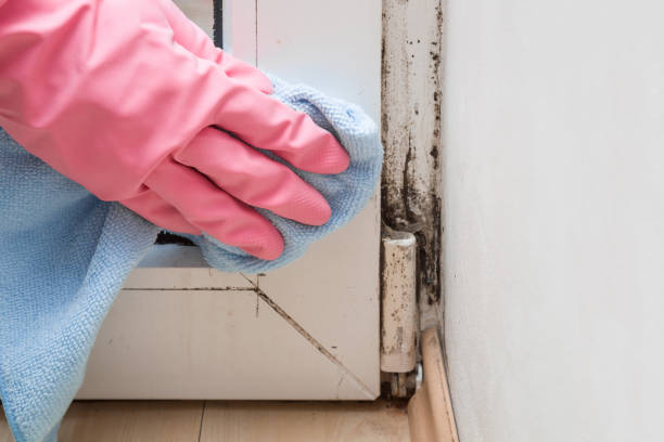 Best Post-Flood Mold Remediation in Buckhannon, WV