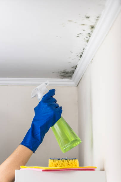 Best Industrial Mold Remediation in Buckhannon, WV